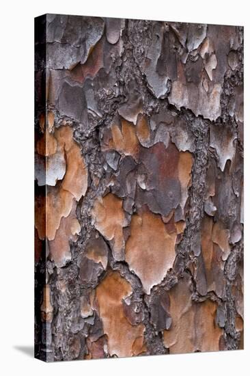 USA, Georgia, Savannah. Tree bark on a pine tree.-Joanne Wells-Premier Image Canvas