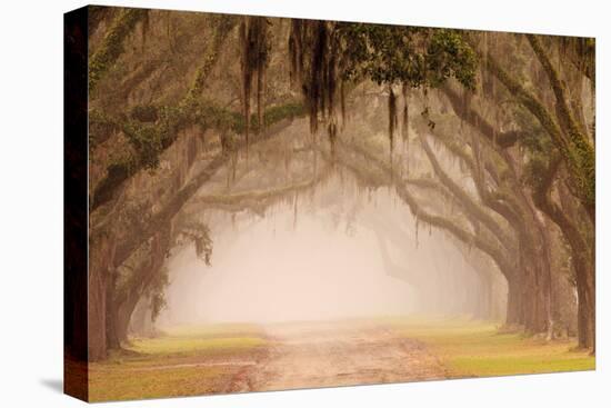 USA, Georgia, Savannah. Wormsloe Plantation Drive in the early morning fog.-Joanne Wells-Premier Image Canvas