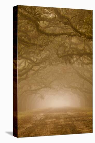 USA, Georgia, Savannah. Wormsloe Plantation Drive in the early morning fog.-Joanne Wells-Premier Image Canvas
