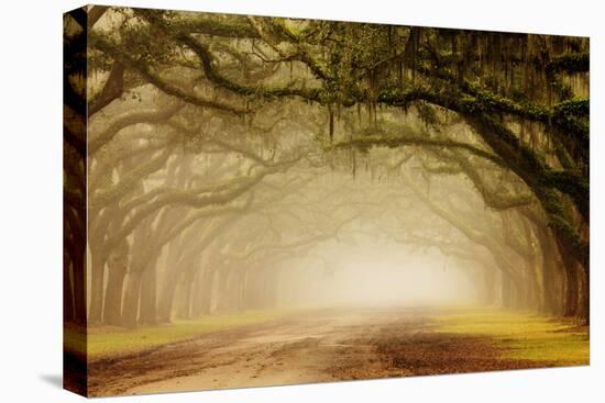 USA, Georgia, Savannah. Wormsloe Plantation Drive in the early morning fog.-Joanne Wells-Premier Image Canvas