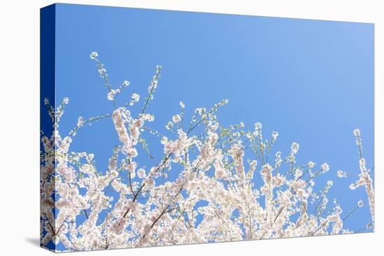 USA, Georgia Sign of Spring Cherry Tree Blossoms Against Blue Sky-Trish Drury-Premier Image Canvas