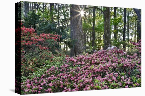 USA, Georgia, Sunburst and Azaleas-Hollice Looney-Premier Image Canvas