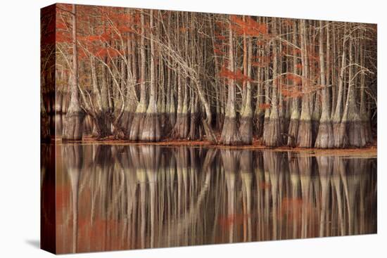 USA, Georgia. Twin City, Cypress trees and reflections in the fall.-Joanne Wells-Premier Image Canvas
