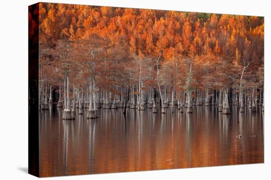 USA, Georgia, Twin City, Cypress trees in the fall at sunset.-Joanne Wells-Premier Image Canvas