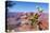 USA, Grand Canyon National Park, Thistle-Catharina Lux-Premier Image Canvas