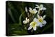 USA, Hawaii, Kailua Kona, Close-up of Singapore Plumeria-Peter Hawkins-Premier Image Canvas