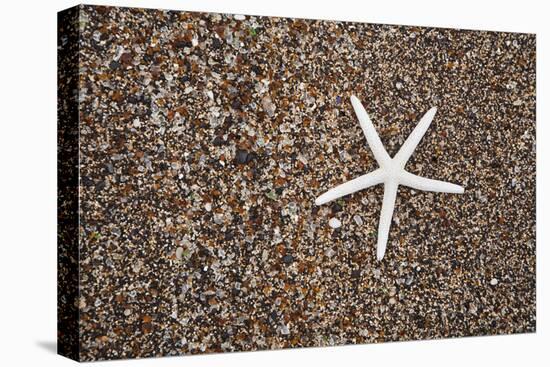 USA, Hawaii, Kauai. Starfish skeleton on Glass Beach.-Jaynes Gallery-Premier Image Canvas