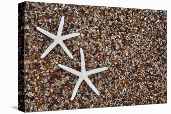 USA, Hawaii, Kauai. Starfish skeletons on Glass Beach.-Jaynes Gallery-Premier Image Canvas