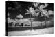 USA, Hawaii, Oahu, Honolulu, Palm trees on the beach.-Peter Hawkins-Premier Image Canvas