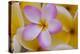 USA, Hawaii, Oahu, Plumeria Flowers in Bloom-Terry Eggers-Premier Image Canvas