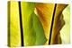 USA, Hawaii, Oahu, Tropical Gardens with philodendrons-Terry Eggers-Premier Image Canvas