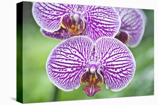 USA, Hi, Near Hilo, Hawaii Tropical Botanical Garden, Orchid-Rob Tilley-Premier Image Canvas