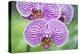 USA, Hi, Near Hilo, Hawaii Tropical Botanical Garden, Orchid-Rob Tilley-Premier Image Canvas