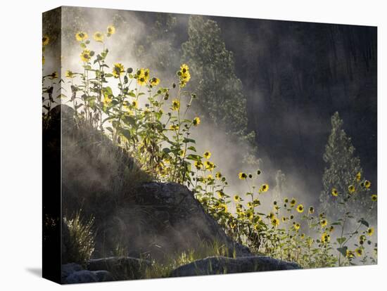 Usa, Idaho, Lowman. Wild sunflowers and steam rising from Pine Flats Hot Spring at dawn.-Merrill Images-Premier Image Canvas