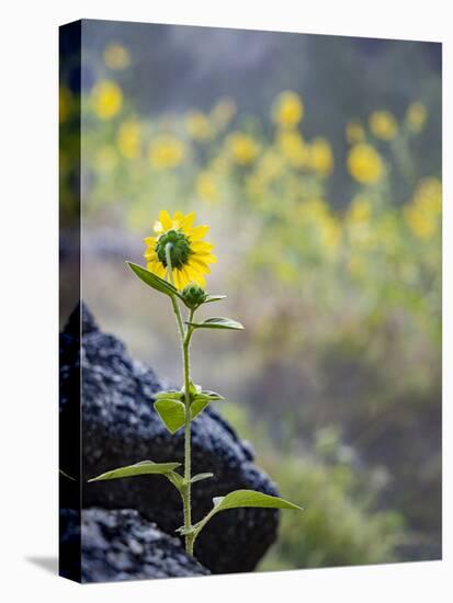 Usa, Idaho, Lowman. Wild sunflowers (Helianthus annuus).-Merrill Images-Premier Image Canvas