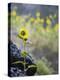 Usa, Idaho, Lowman. Wild sunflowers (Helianthus annuus).-Merrill Images-Premier Image Canvas