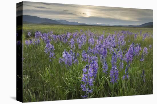 USA, Idaho. Meadows of common camas, Stanley Basin Sawtooth Mountains.-Alan Majchrowicz-Premier Image Canvas