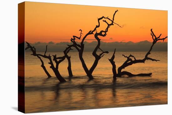 USA, Jekyll Island, Georgia. Driftwood Beach at sunrise.-Joanne Wells-Premier Image Canvas