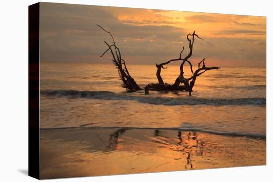 USA, Jekyll Island, Georgia. Driftwood Beach at sunrise.-Joanne Wells-Premier Image Canvas