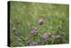 USA, Kansas, Kansas Clover Flower.-Michael Scheufler-Premier Image Canvas