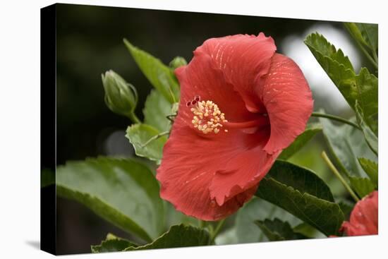 USA, Kansas, Red Hibiscus.-Michael Scheufler-Premier Image Canvas