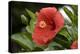 USA, Kansas, Red Hibiscus.-Michael Scheufler-Premier Image Canvas