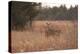 USA, Kansas, White tail Doe and youngster.-Michael Scheufler-Premier Image Canvas
