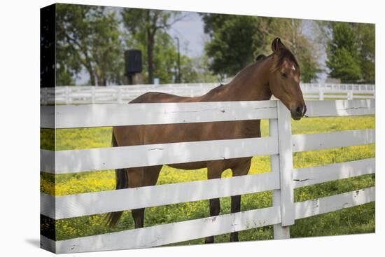 USA, Kentucky, Lexington. Horse at Fence-Jaynes Gallery-Premier Image Canvas