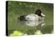 Usa. Lesser Scaup, Aythya Affinis-David Slater-Premier Image Canvas