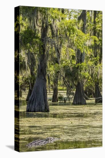 USA, Louisiana, Atchafalaya National Heritage Area. Alligator in Lake Martin.-Jaynes Gallery-Premier Image Canvas