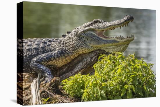 USA, Louisiana, Atchafalaya National Heritage Area. Alligator sunning on log.-Jaynes Gallery-Premier Image Canvas