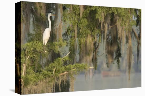 USA, Louisiana, Lake Martin. Foggy swamp sunrise with great egret in tree.-Jaynes Gallery-Premier Image Canvas