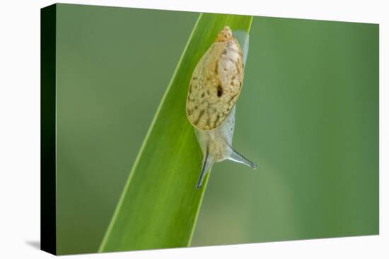 USA, Louisiana, Lake Martin. Snail on leaf.-Jaynes Gallery-Premier Image Canvas