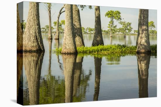 USA, Louisiana, Miller's Lake. Tupelo trees in lake.-Jaynes Gallery-Premier Image Canvas