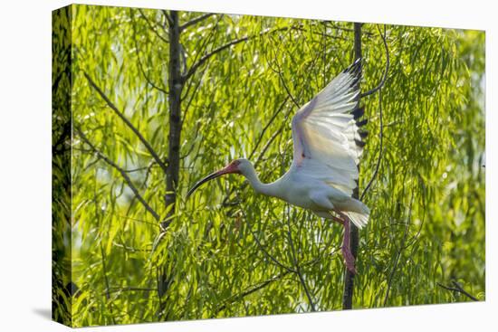 USA, Louisiana, Miller's Lake. White ibis in flight.-Jaynes Gallery-Premier Image Canvas