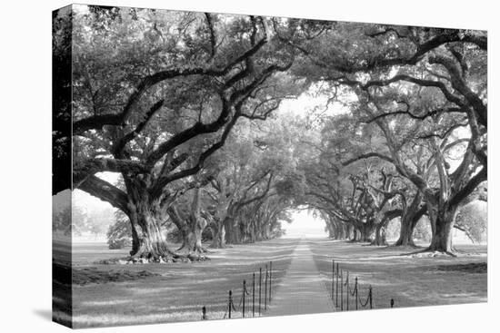 USA, Louisiana, New Orleans, brick path through alley of oak trees-null-Premier Image Canvas