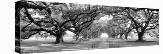 USA, Louisiana, New Orleans, brick path through alley of oak trees-null-Premier Image Canvas