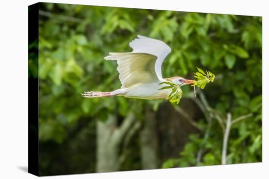 USA, Louisiana, Vermilion Parish. Cattle egret carrying nest material.-Jaynes Gallery-Premier Image Canvas