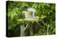 USA, Louisiana, Vermilion Parish. Cattle egret carrying nest material.-Jaynes Gallery-Premier Image Canvas