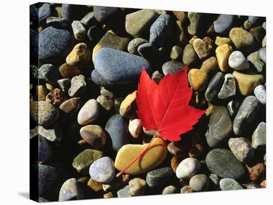 USA, Maine, a Maple Leaf on a Rock Background-Jaynes Gallery-Premier Image Canvas