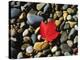 USA, Maine, a Maple Leaf on a Rock Background-Jaynes Gallery-Premier Image Canvas