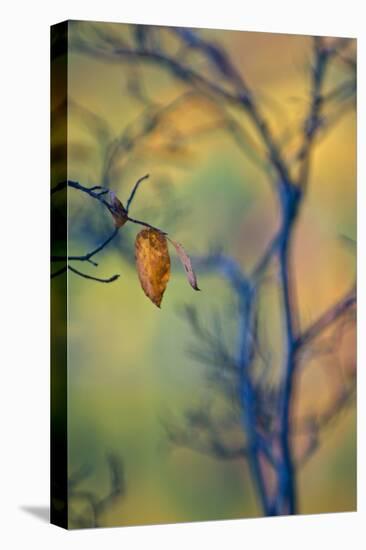 USA, Maine, Acadia National Park. Autumn Leaves and Tree Abstract-Jaynes Gallery-Premier Image Canvas