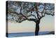 USA, Massachusetts, Cape Ann, Rockport, tree over Front Beach at dusk-Walter Bibikow-Premier Image Canvas