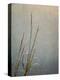 USA, Massachusetts, Cape Cod, Dew-covered reeds at sunrise, texture overlay,-Ann Collins-Premier Image Canvas