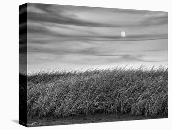 USA, Massachusetts, Cape Cod, Full moon rising at First Encounter Beach-Ann Collins-Premier Image Canvas