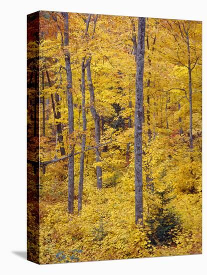 USA, Michigan, Keweenaw Peninsula, Autumn Color of Sugar Maple Dominates Northern Hardwood Forest-John Barger-Premier Image Canvas
