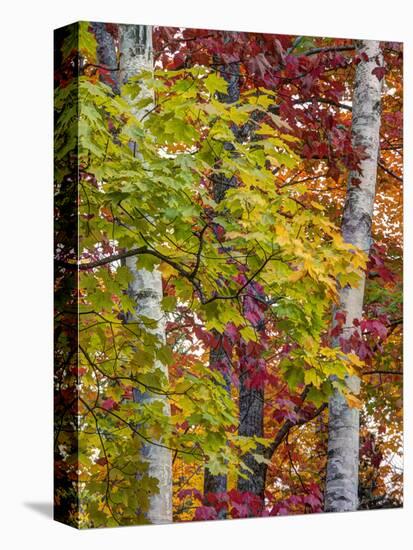 USA, Michigan, Upper Peninsula. Autumn Colors of Maple Leaves-Julie Eggers-Premier Image Canvas