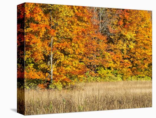 USA, Michigan, Upper Peninsula. Fall Colors in Hiawatha NF-Julie Eggers-Premier Image Canvas