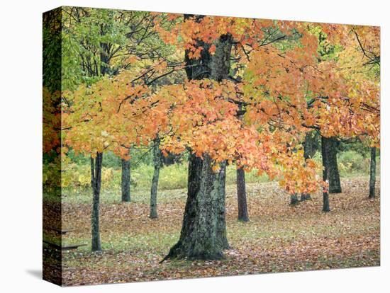 USA, Michigan, Upper Peninsula. Pine Trees in Autumn-Julie Eggers-Premier Image Canvas