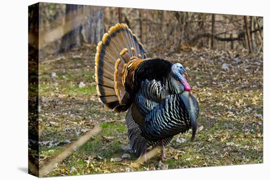 USA, Minnesota, Mendota Heights, Wild Turkey, Displaying-Bernard Friel-Premier Image Canvas